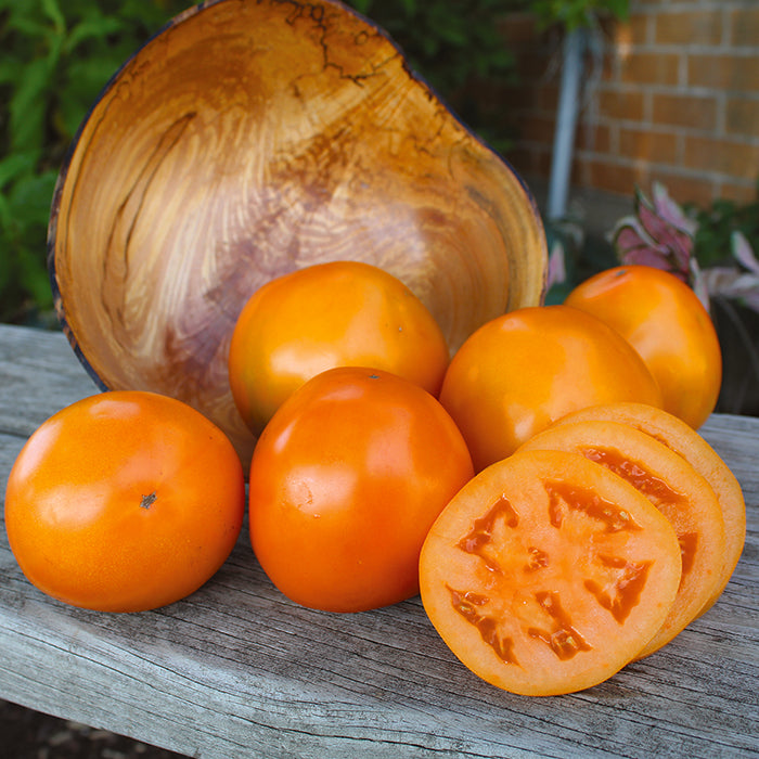 Tomato, Carolina Gold Hybrid