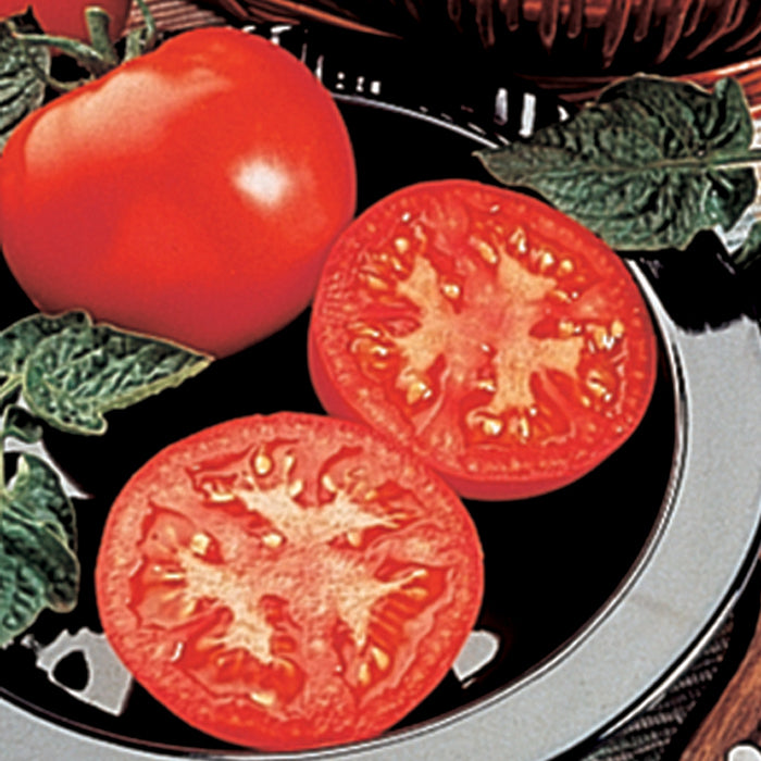 Tomato, Husky Red Hybrid