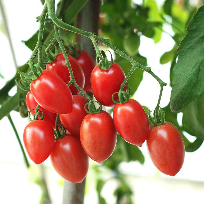 Tomato, Sugary Hybrid