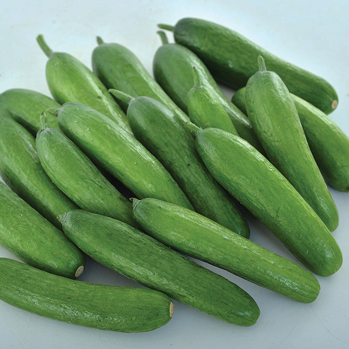 Cucumber, Green Light Hybrid