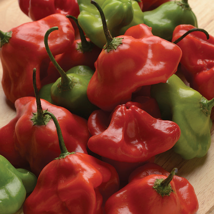 Pepper, Hot, Mad Hatter Hybrid