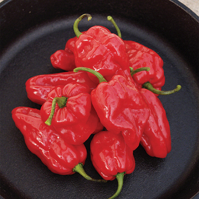 Pepper, Hot, Roulette Hybrid