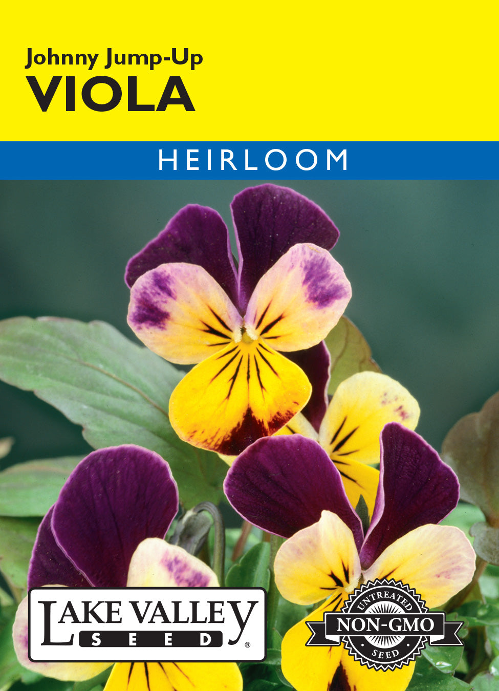 Viola Johnny Jump-Up