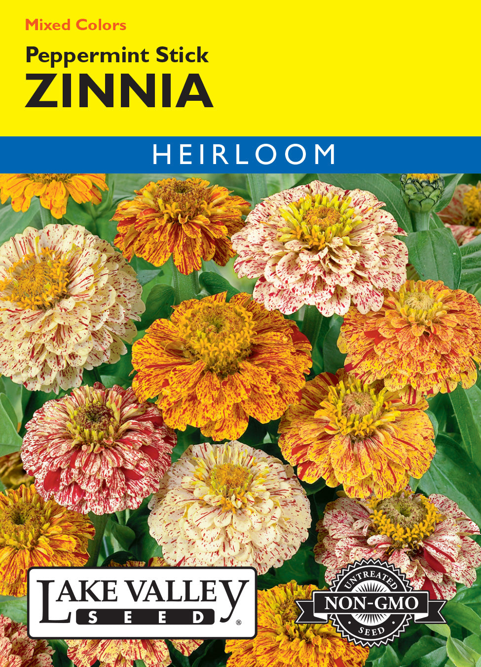 Zinnia Peppermint Stick Mixed Colors