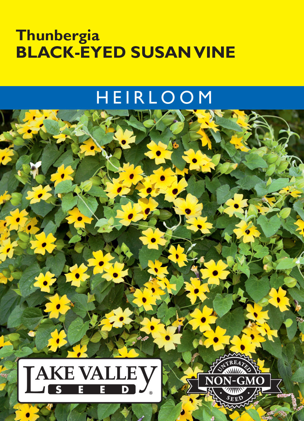 Black Eyed Susan Thunbergia Vine