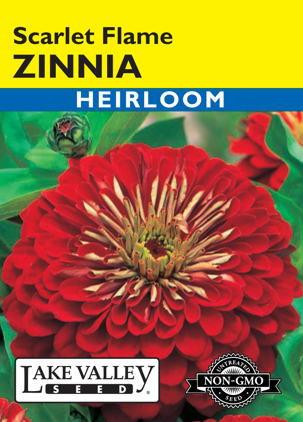 Zinnia Scarlet Flame