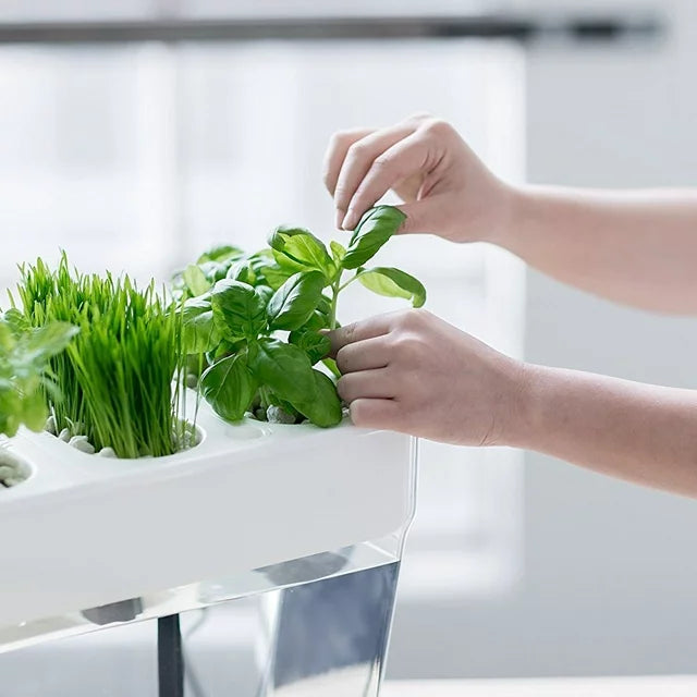 Regreso al jardín acuático Roots