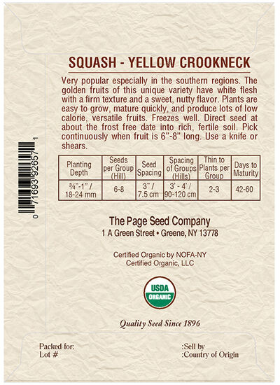 Squash Yellow Crookneck