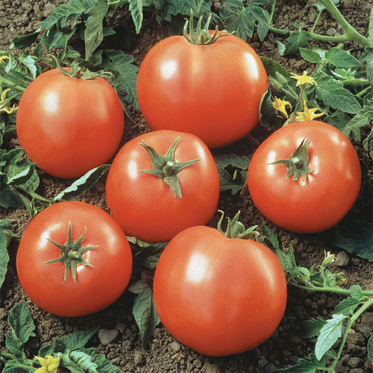 Tomato, Goliath™ Prime Beef Hybrid