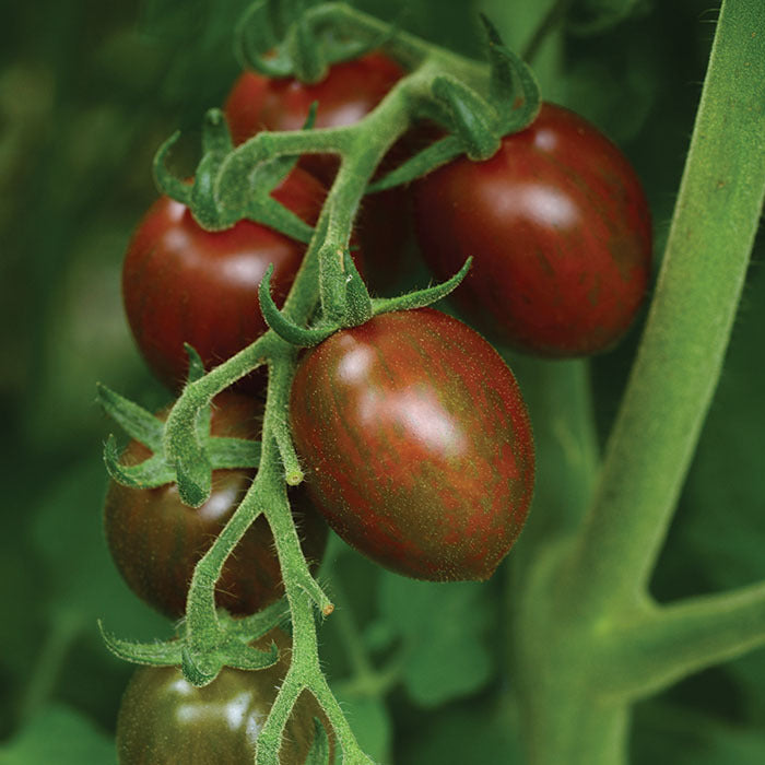 Tomato, Chocolate Sprinkles Hybrid