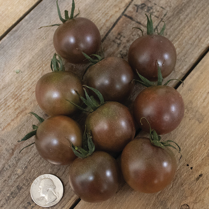 Tomato, Chocolate Cherry