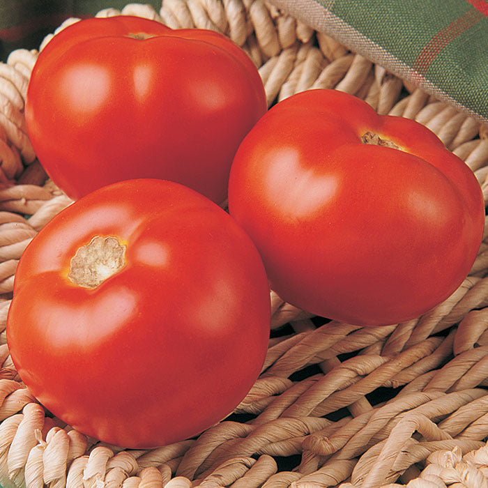 Tomato, Florida 91 Hybrid