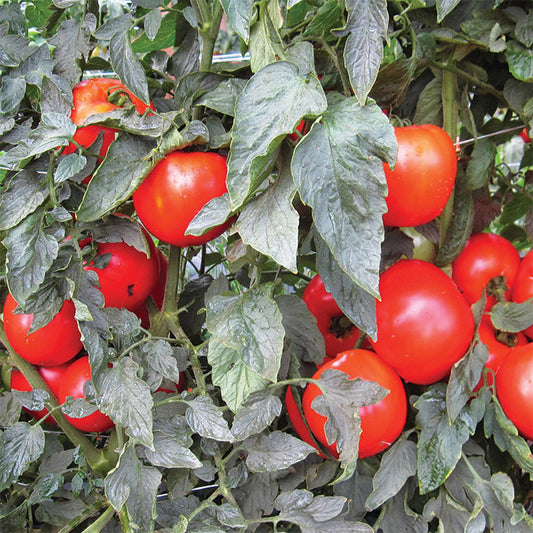 Tomato, Mountain Merit Hybrid