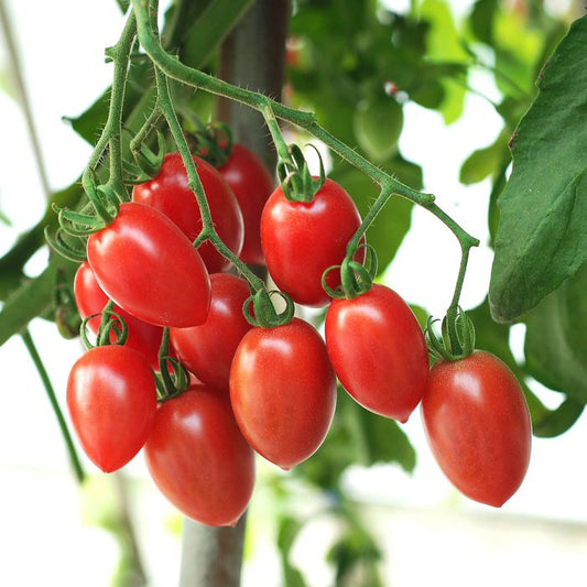 Tomato, Sugary Hybrid