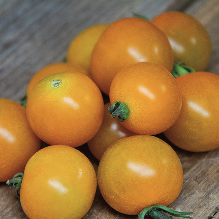 Tomato, Sungold Select