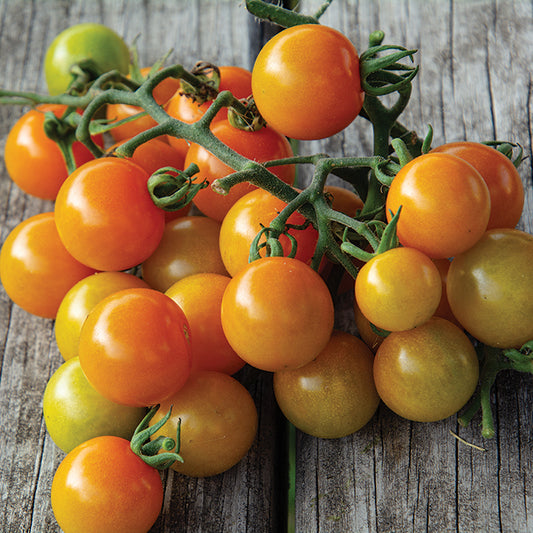 Tomato, Sungold Select