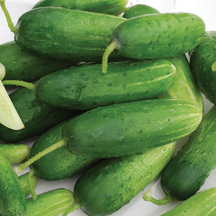 Cucumber, Double Yield