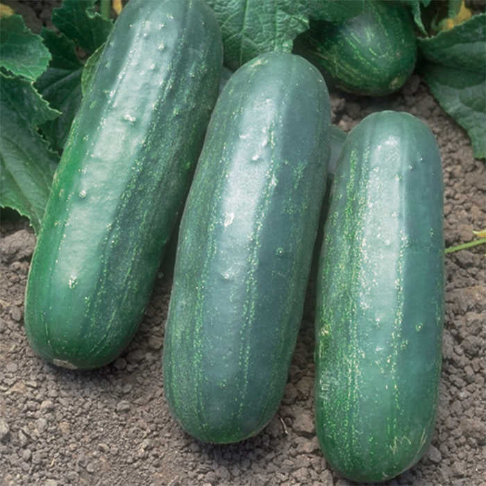 Cucumber, Eureka Hybrid