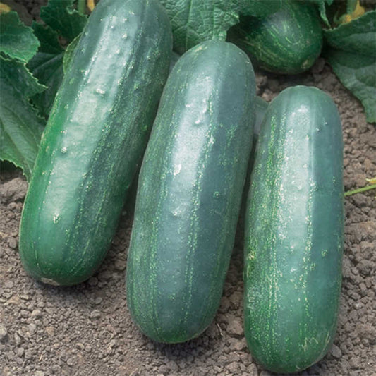 Cucumber, Eureka Hybrid