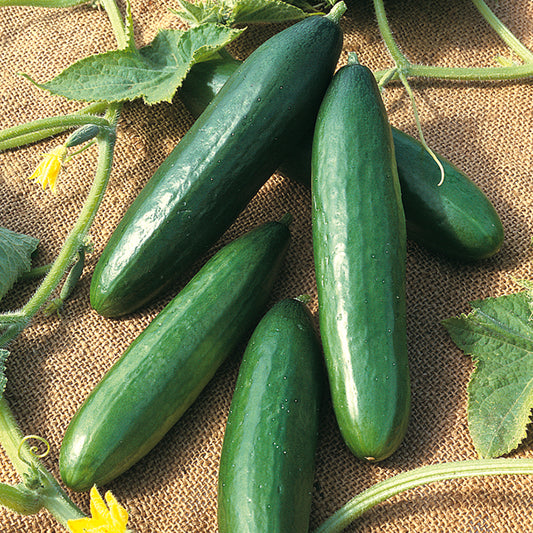 Cucumber, Diva