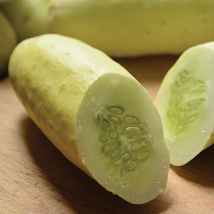 Cucumber, Martini Hybrid