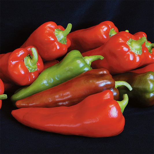 Pepper, Sweet, Carmen Hybrid