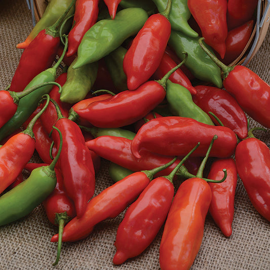 Pepper, Hot, Aji Rico Hybrid