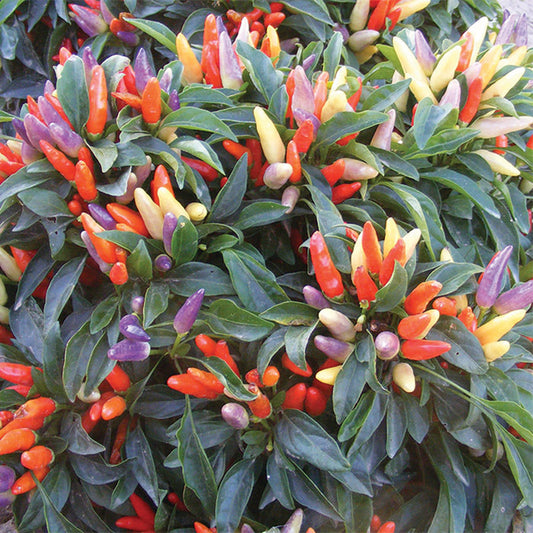 Pepper, Ornamental, NuMex Easter