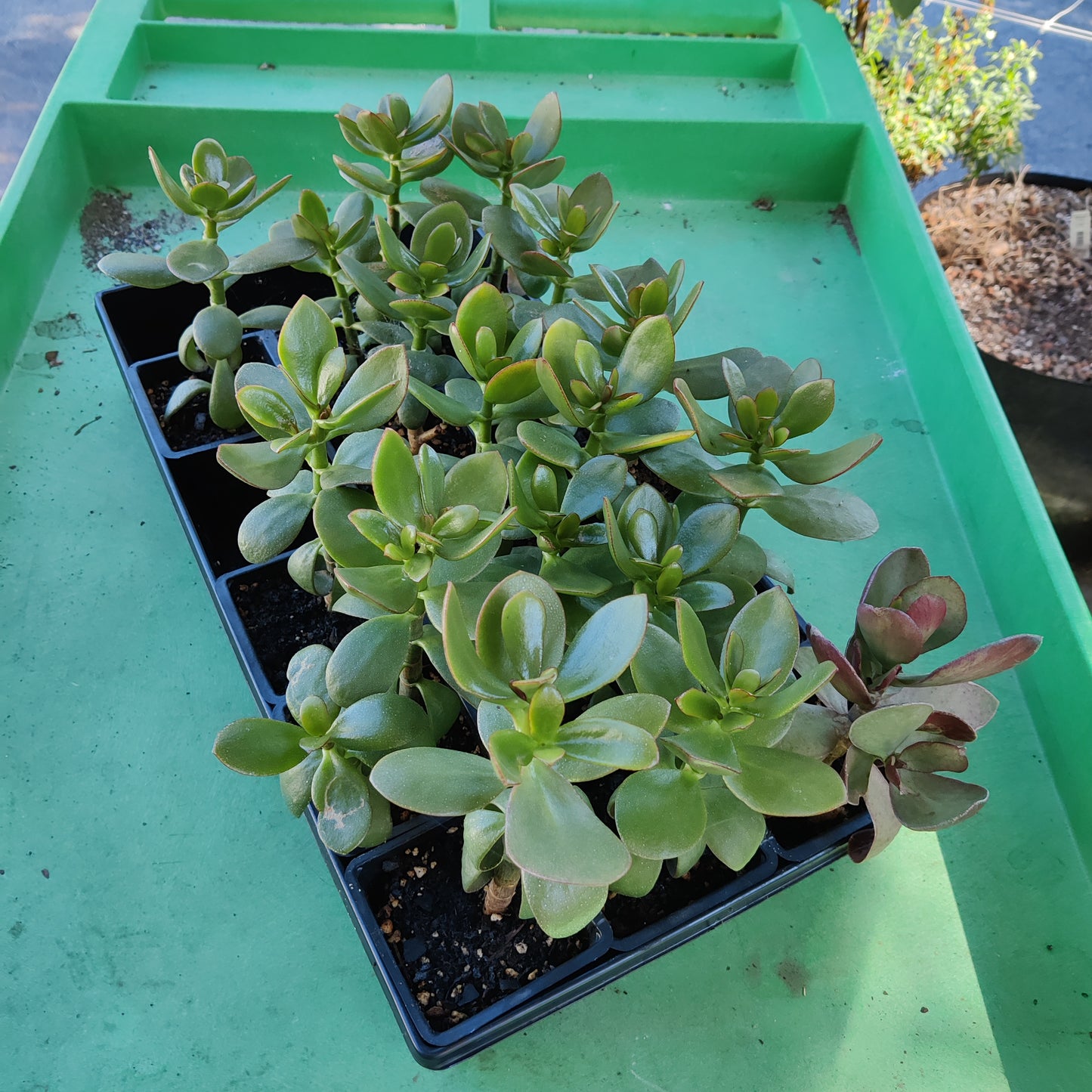 Jade Plant