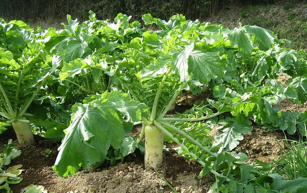 Radish - Deep Till Organic 50lb