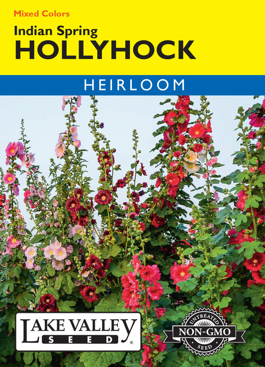 Hollyhock Indian Spring Mixed Colors
