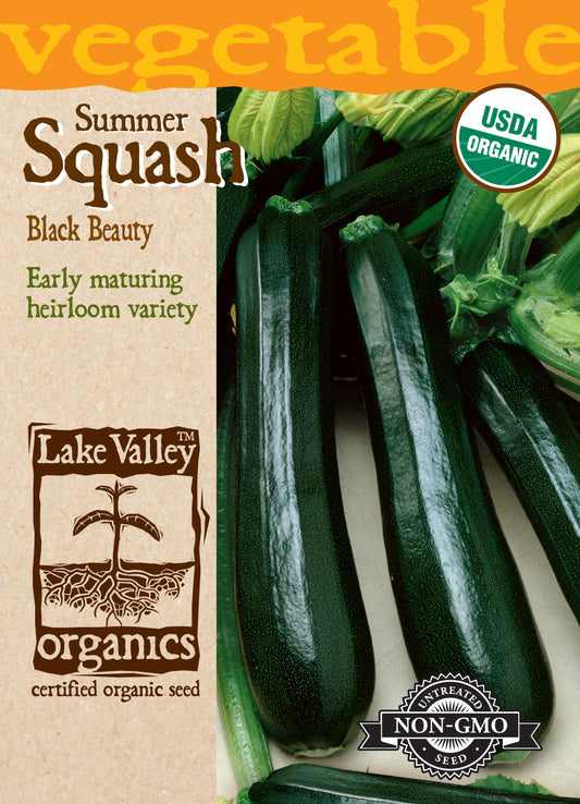 Squash (Summer) Black Beauty