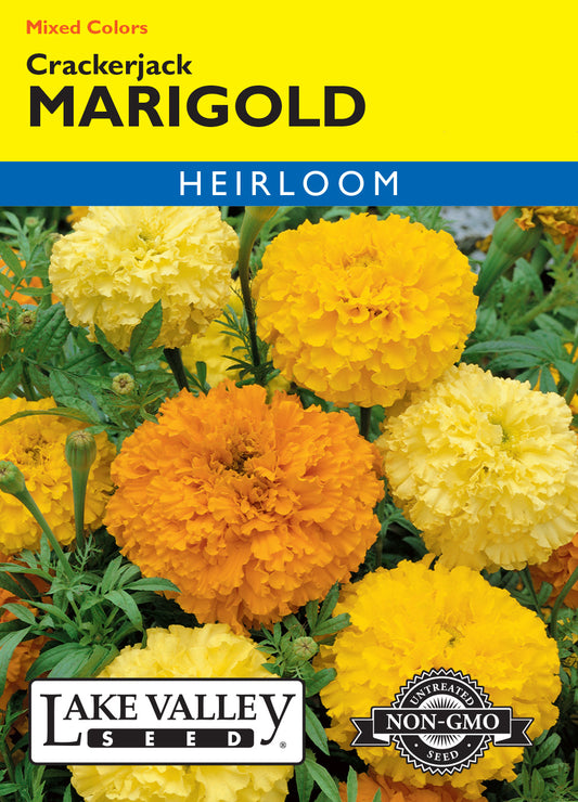 Marigold Crackerjack Mixed Colors