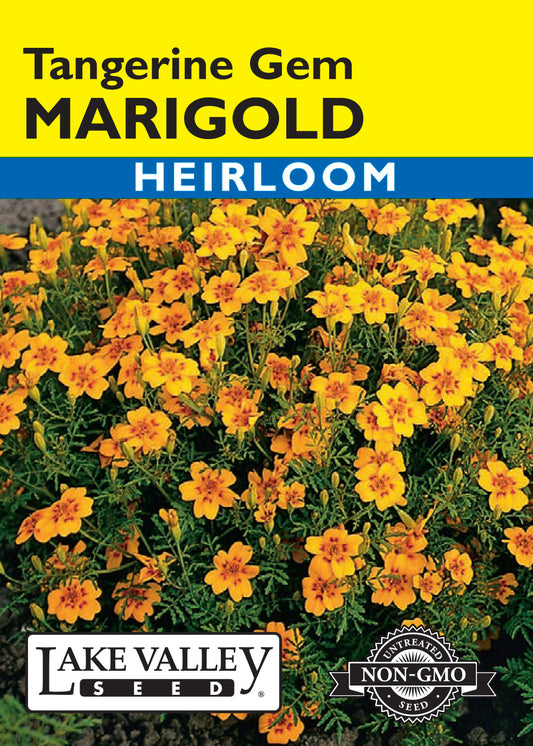 Marigold Tangerine Gem
