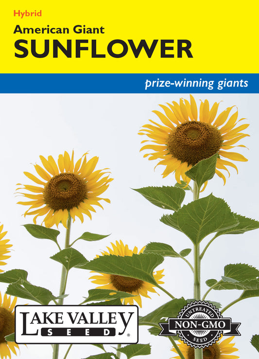 Sunflower American Giant Yellow Hybrid