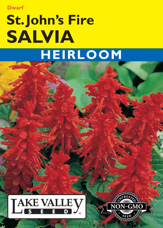 Salvia St. John’s Fire