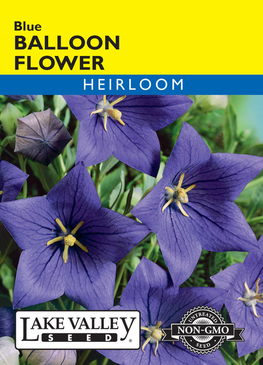 Balloon Flower Blue