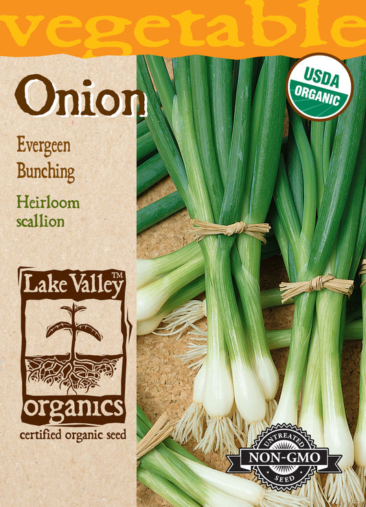 Onion Evergreen Bunching