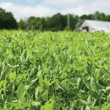 4010 Field Peas OG 50 lb