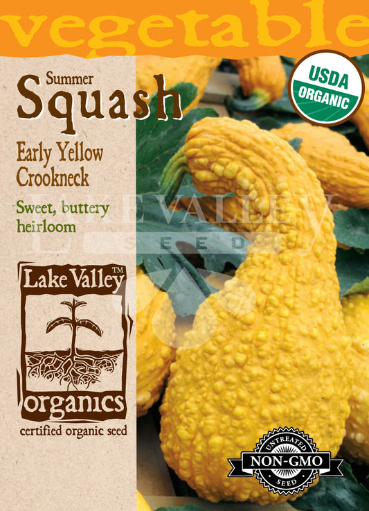 Organic Squash Summer Early Yellow Crookneck Heir