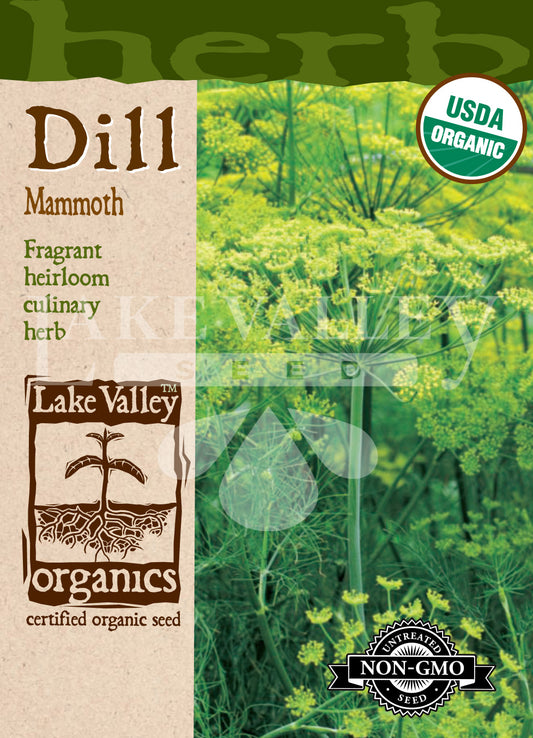 Organic Dill Mammoth Heirloom