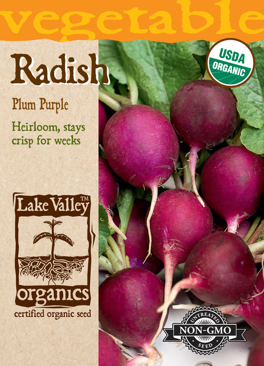 Radish Plum Purple