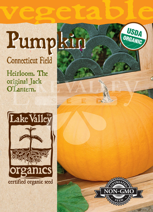 Organic Pumpkin Connecticut Field Heirloom