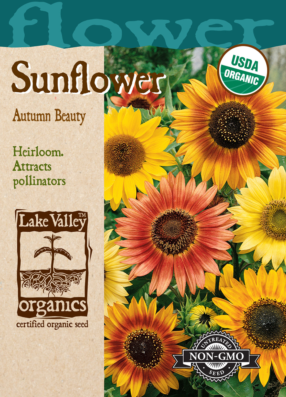 Sunflower Autumn Beauty