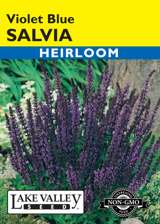 Salvia Violet-Blue