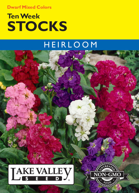 Stocks Ten Week Dwarf Mixed Colors