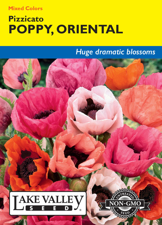 Poppy Oriental Pizzicato Mixed Colors