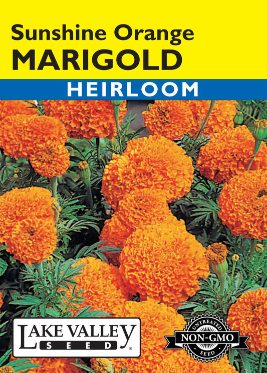 Marigold Sunshine Orange