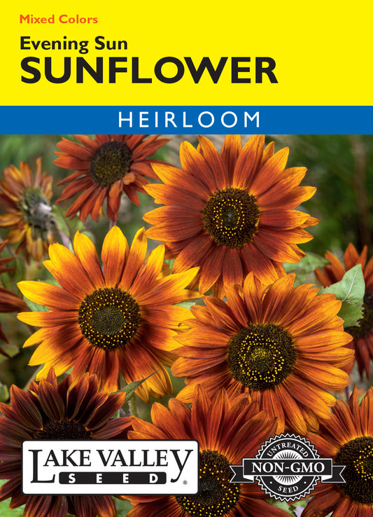 Sunflower Evening Sun Mixed Colors