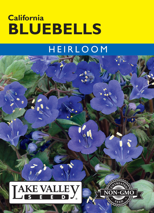 Bluebells California